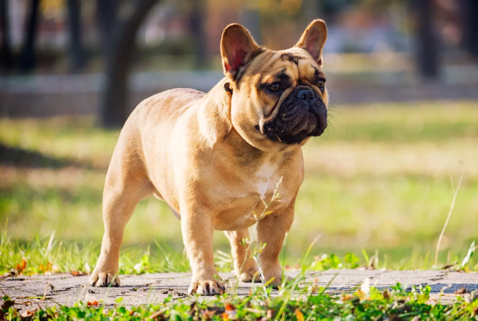 Top 5 Dog Breeds for Retirees, Ranked